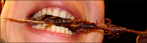 20111101-Wikicommons scorpions.jpg